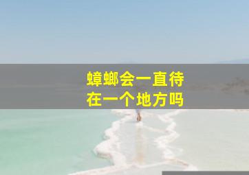 蟑螂会一直待在一个地方吗