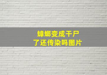 蟑螂变成干尸了还传染吗图片