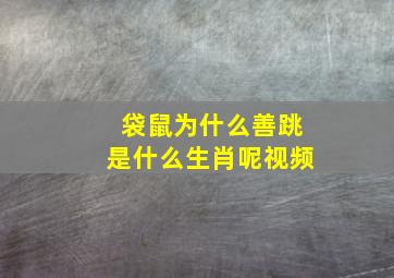 袋鼠为什么善跳是什么生肖呢视频