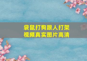 袋鼠打狗跟人打架视频真实图片高清