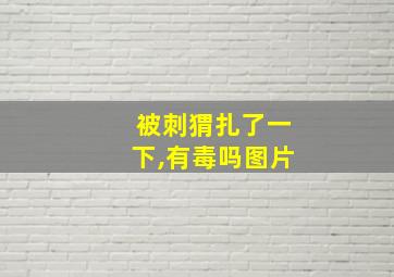 被刺猬扎了一下,有毒吗图片