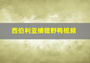 西伯利亚捕猎野鸭视频