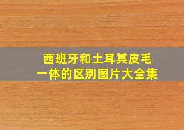 西班牙和土耳其皮毛一体的区别图片大全集