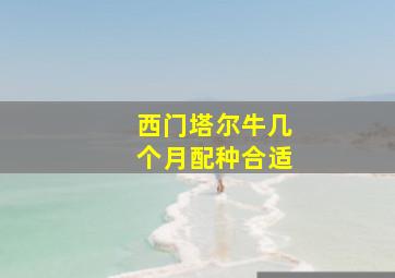 西门塔尔牛几个月配种合适