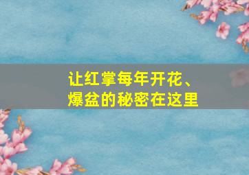 让红掌每年开花、爆盆的秘密在这里