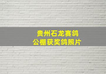 贵州石龙赛鸽公棚获奖鸽照片