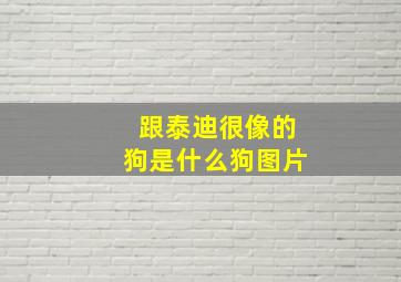 跟泰迪很像的狗是什么狗图片