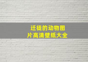 迁徒的动物图片高清壁纸大全