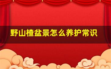 野山楂盆景怎么养护常识