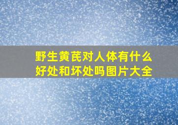 野生黄芪对人体有什么好处和坏处吗图片大全