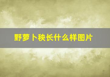 野萝卜秧长什么样图片