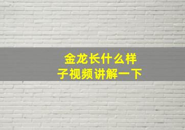 金龙长什么样子视频讲解一下