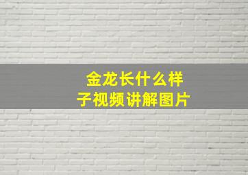 金龙长什么样子视频讲解图片