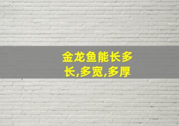 金龙鱼能长多长,多宽,多厚