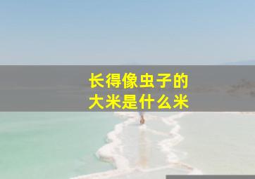 长得像虫子的大米是什么米