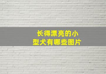 长得漂亮的小型犬有哪些图片