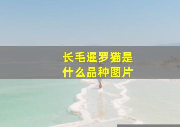 长毛暹罗猫是什么品种图片