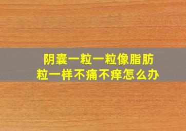 阴囊一粒一粒像脂肪粒一样不痛不痒怎么办