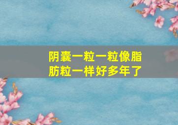 阴囊一粒一粒像脂肪粒一样好多年了