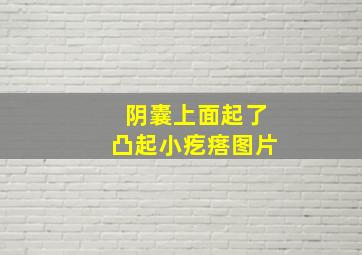 阴囊上面起了凸起小疙瘩图片