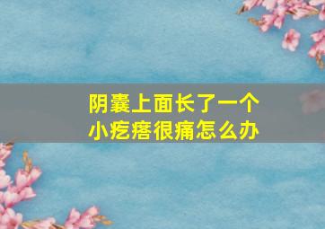 阴囊上面长了一个小疙瘩很痛怎么办