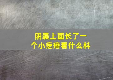 阴囊上面长了一个小疙瘩看什么科