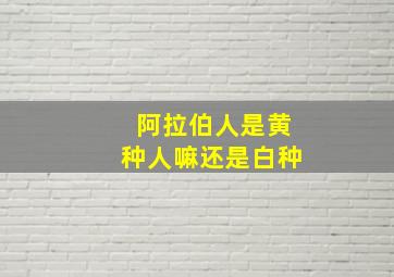 阿拉伯人是黄种人嘛还是白种