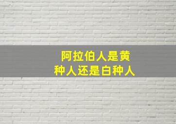 阿拉伯人是黄种人还是白种人