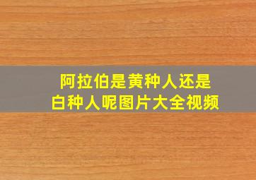 阿拉伯是黄种人还是白种人呢图片大全视频