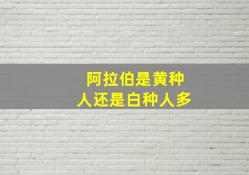 阿拉伯是黄种人还是白种人多