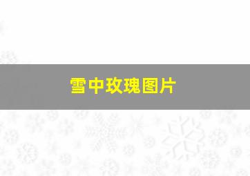 雪中玫瑰图片