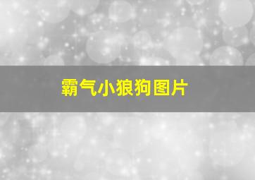 霸气小狼狗图片