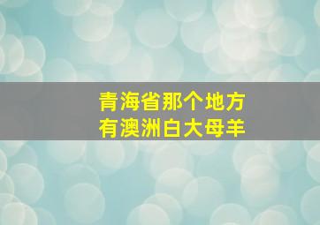 青海省那个地方有澳洲白大母羊