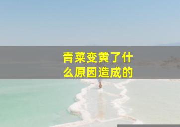 青菜变黄了什么原因造成的