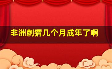 非洲刺猬几个月成年了啊