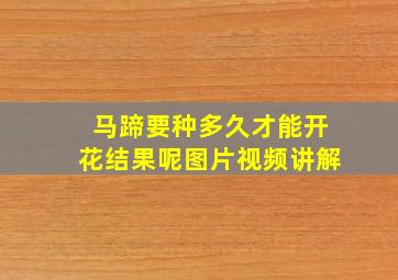 马蹄要种多久才能开花结果呢图片视频讲解