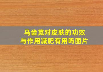 马齿苋对皮肤的功效与作用减肥有用吗图片