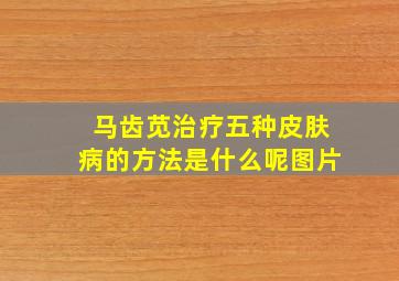 马齿苋治疗五种皮肤病的方法是什么呢图片