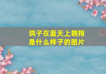 鸽子在蓝天上翱翔是什么样子的图片