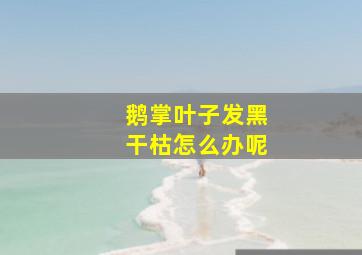 鹅掌叶子发黑干枯怎么办呢