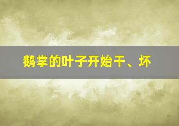 鹅掌的叶子开始干、坏