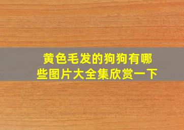 黄色毛发的狗狗有哪些图片大全集欣赏一下