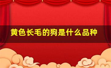 黄色长毛的狗是什么品种