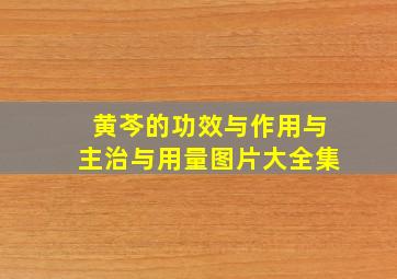 黄芩的功效与作用与主治与用量图片大全集