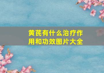 黄芪有什么治疗作用和功效图片大全