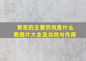 黄芪的主要药效是什么呢图片大全及功效与作用