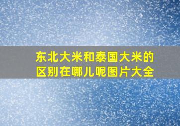 东北大米和泰国大米的区别在哪儿呢图片大全