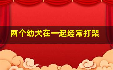 两个幼犬在一起经常打架