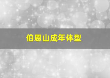 伯恩山成年体型