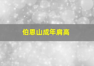 伯恩山成年肩高